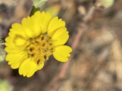 Deinandra increscens