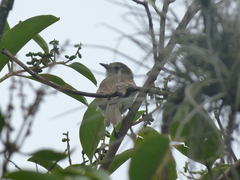 Nesotriccus incomtus
