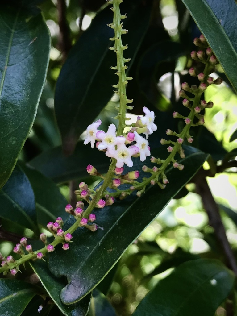 Citharexylum ligustrinum