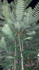 Ailanthus altissima
