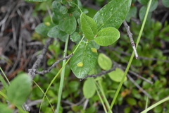 Puccinia caricis-shepherdiae
