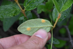 Puccinia caricis-shepherdiae