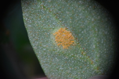 Puccinia caricis-shepherdiae