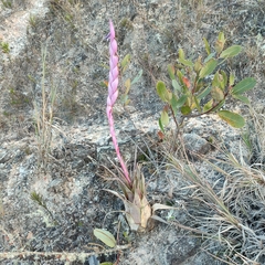 Tillandsia walteri