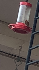 Selasphorus calliope