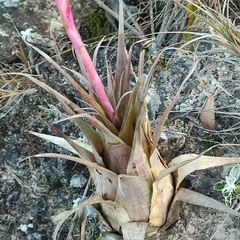 Tillandsia walteri