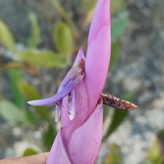 Tillandsia walteri