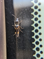 Megapenthes caprella