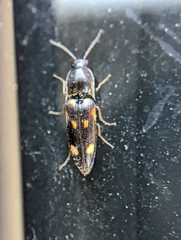 Megapenthes caprella