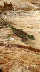 Anolis gemmosus