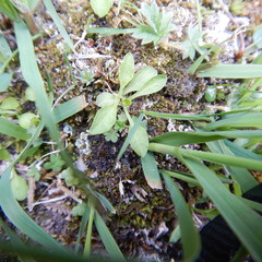 Campanula lasiocarpa