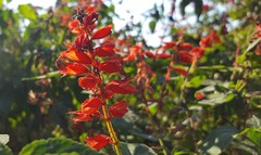 Salvia splendens