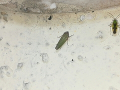 Xyphon reticulatum