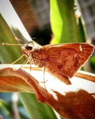 Cymaenes lepta