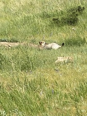 Marmota sibirica
