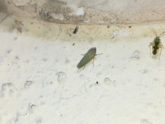 Xyphon reticulatum