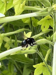 Xylocopa tabaniformis orpifex