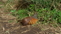 Bambusicola sonorivox