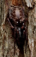 Battalus