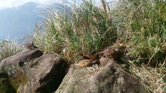 Bambusicola sonorivox