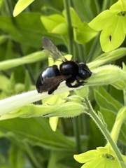 Xylocopa tabaniformis orpifex
