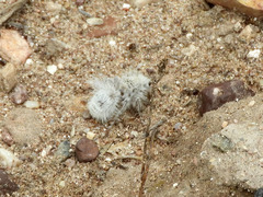 Dasymutilla gloriosa