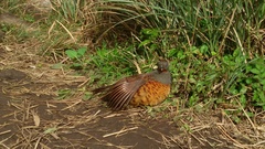Bambusicola sonorivox