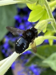 Xylocopa tabaniformis orpifex