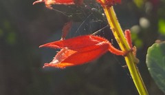 Salvia splendens