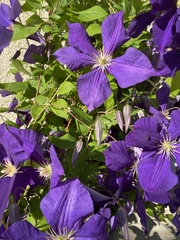 Clematis × jackmanii