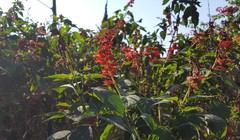 Salvia splendens