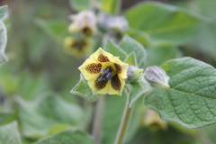 Physalis chenopodifolia