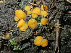 Ramsbottomia asperior