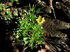 Erysimum aureum