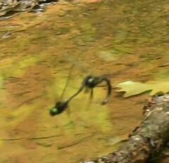 Somatochlora linearis