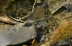 Somatochlora linearis