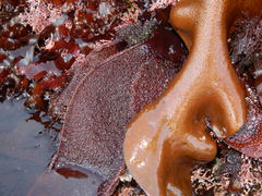 Chondracanthus