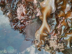 Chondracanthus