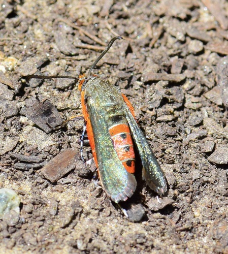 Squash vine borer