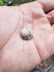 Oreohelix