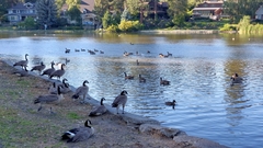 Branta canadensis