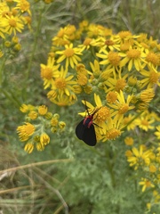 Ctenucha rubroscapus