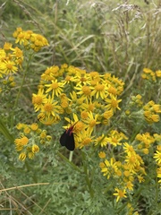 Ctenucha rubroscapus