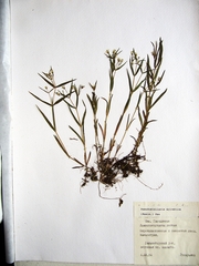 Pseudostellaria sylvatica