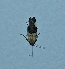 Tarache areloides