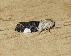 Tarache areloides