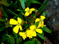 Erysimum aureum