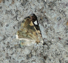 Tarache areloides