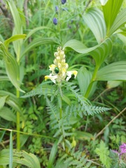 Pedicularis compacta