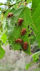 Phelypera distigma